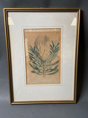 une photo d'une photo représentant une fleur, dans un cadre doré