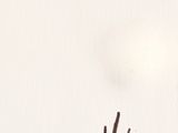 drawing of a bird on a piece of paper with writing on it