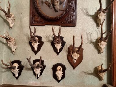 many different types of deer heads mounted on the wall
