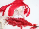 a red and white feather on a branch next to a pair of scissors