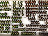 a lot of beetles that are on display in a box