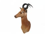 une tête de cerf empaillée accrochée au mur, dotée d'une longue corne