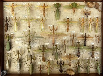 many insects that are on display in a wooden frame