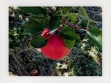 a red apple hanging from a tree with green leaves