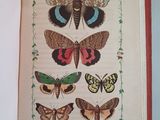 an open book with a picture of butterflies and moths on it