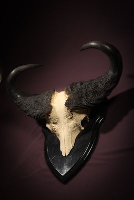 a bull ' s skull mounted on a wall in a dark room