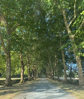 a road lined with trees on both sides of the road