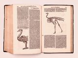 un livre ouvert avec un dessin d'autruche et une autruche dessus