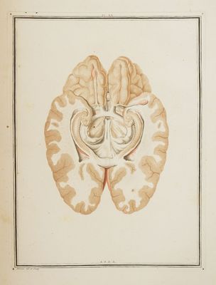 une illustration représentant un dessin du cerveau humain, avec un cœur au milieu de celui-ci