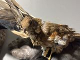 a bird that is sitting on top of a dog