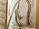 an open book with a drawing of a horse on it