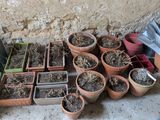 de nombreuses plantes en pot posées à même le sol, près d'un mur