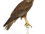 une image représentant un oiseau de proie perché sur un piédestal