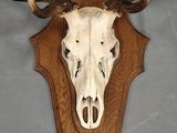 a deer skull mounted on the wall of a room