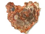 an image of a piece of petrified rock on a white surface