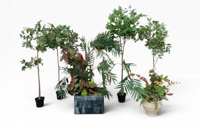 several potted plants are lined up in a row on a white surface