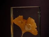 a glass block with a leaf in it on a purple surface