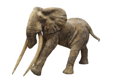 un éléphant debout, les défenses levées
