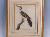 painting of a woodpecker perched on a branch in a gold frame