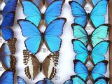blue butterflies in a wooden frame with a white background