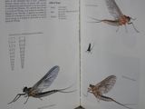 an open book with illustrations of insects and insects on it