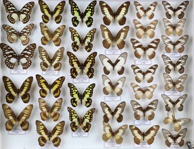 de nombreux types de papillons différents présentés dans une vitrine