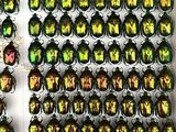 a lot of green and yellow beetles in a box