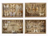 trois boîtes en bois contenant des coquillages, sur fond blanc