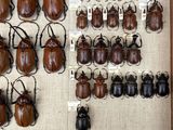 a lot of beetles that are on display in a box