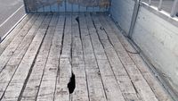 CAMION PLATEAU GRUE CAGE IVECO 4X2 ML 180E30 équipé GRUE HYV… (photo 6)