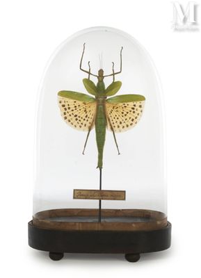 an insect in a glass dome on a wooden stand