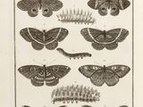 an old print of moths and caters on a white background