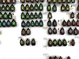 a lot of beetles that are on display in a display case