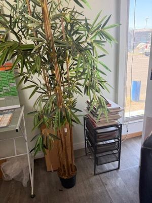a plant in the corner of a room next to a window