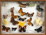 a lot of butterflies that are in a shadow box