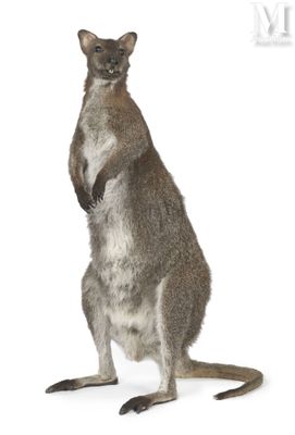 an image of a kangaroo standing on its hind legs