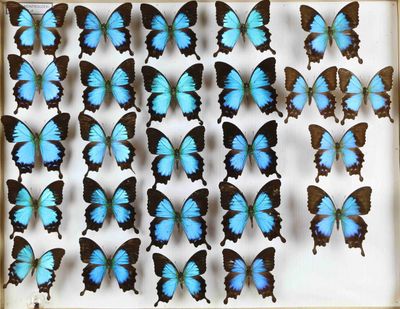 beaucoup de papillons bleus qui se trouvent dans une boîte