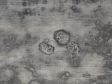 a black and white photo of a dog paw prints on a concrete surface