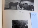 un livre avec des images de chevaux et de personnes dessus
