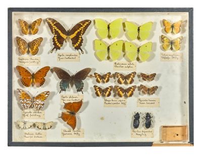 many different types of butterflies displayed in a display