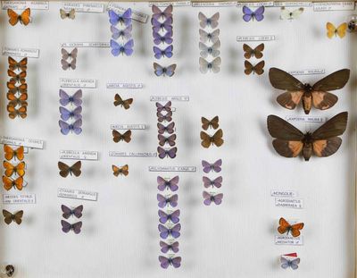 de nombreux types de papillons différents présentés dans une vitrine