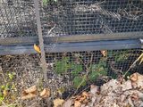 a bird that is sitting in a cage in the grass