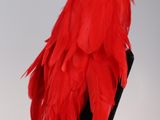 red feathered hat on a mannequin stand on a white background