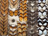 many different types of butterflies displayed in a display case