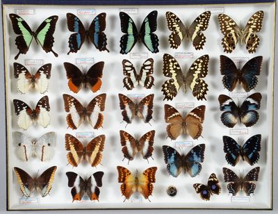 de nombreux types de papillons différents présentés dans une vitrine