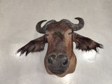 a fake cow head mounted on a wall in a room
