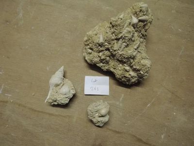 261.49 - Trois Blocs Coquillages DE Champagne .