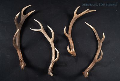 two deer antlers are shown on a black surface