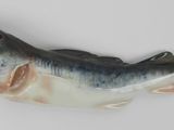 a fish that is sitting on a white surface