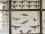 many different types of moths displayed in a glass case